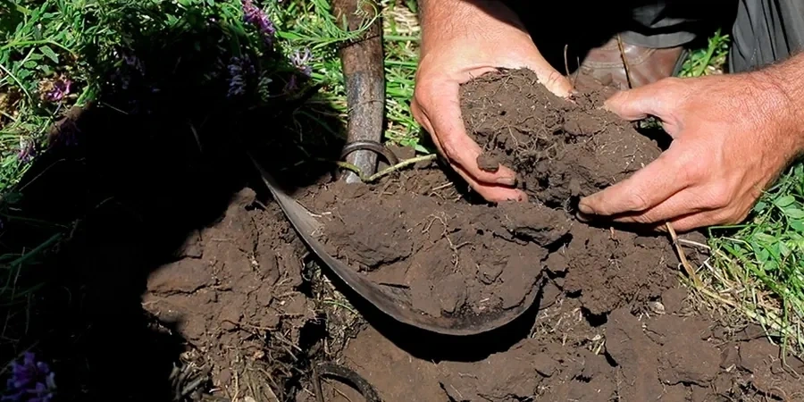 Illustrative image of Organic soil management in Auckland